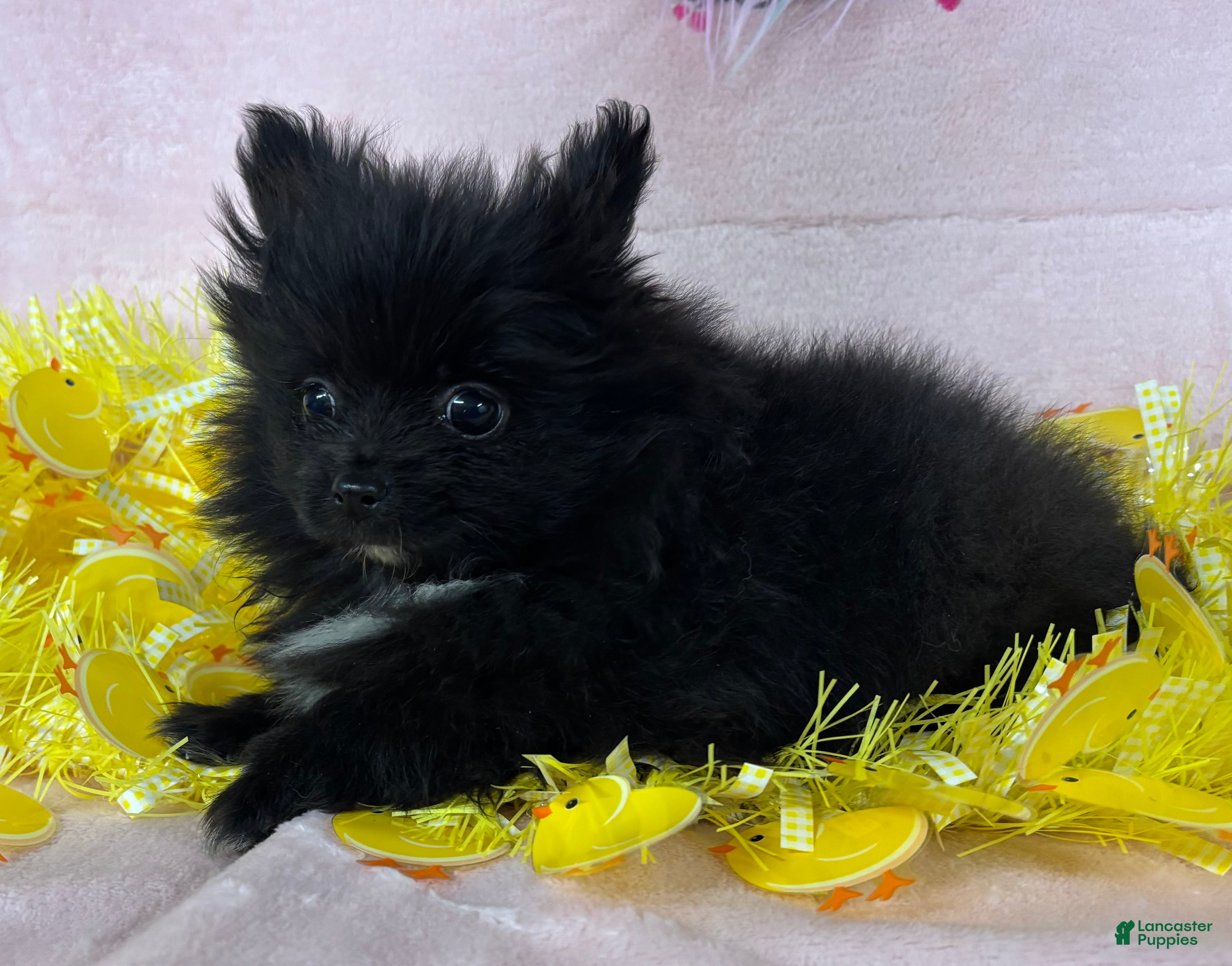 Pomeranian dogs Black Mail - Ad 2