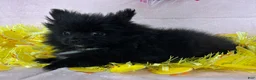 Pomeranian dogs for sale: Black Mail - Ad 2