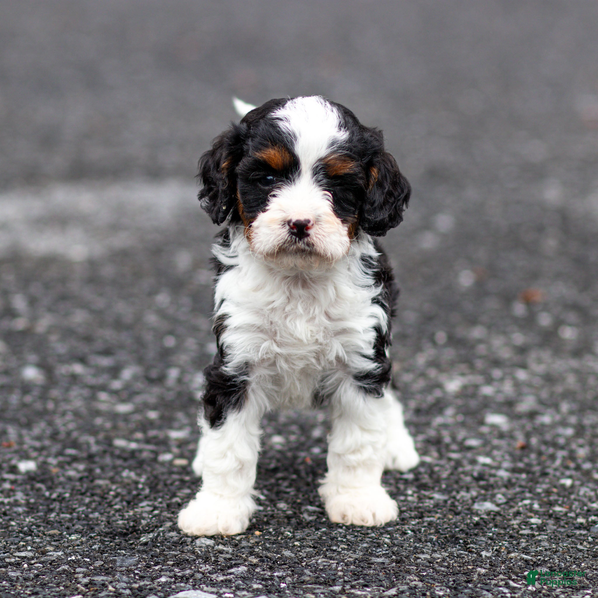 Cavapoo dogs Echo Cavapoo Puppy  - Ad 1