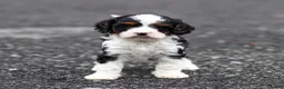 Cavapoo dogs for sale: Echo Cavapoo Puppy  - Ad 14