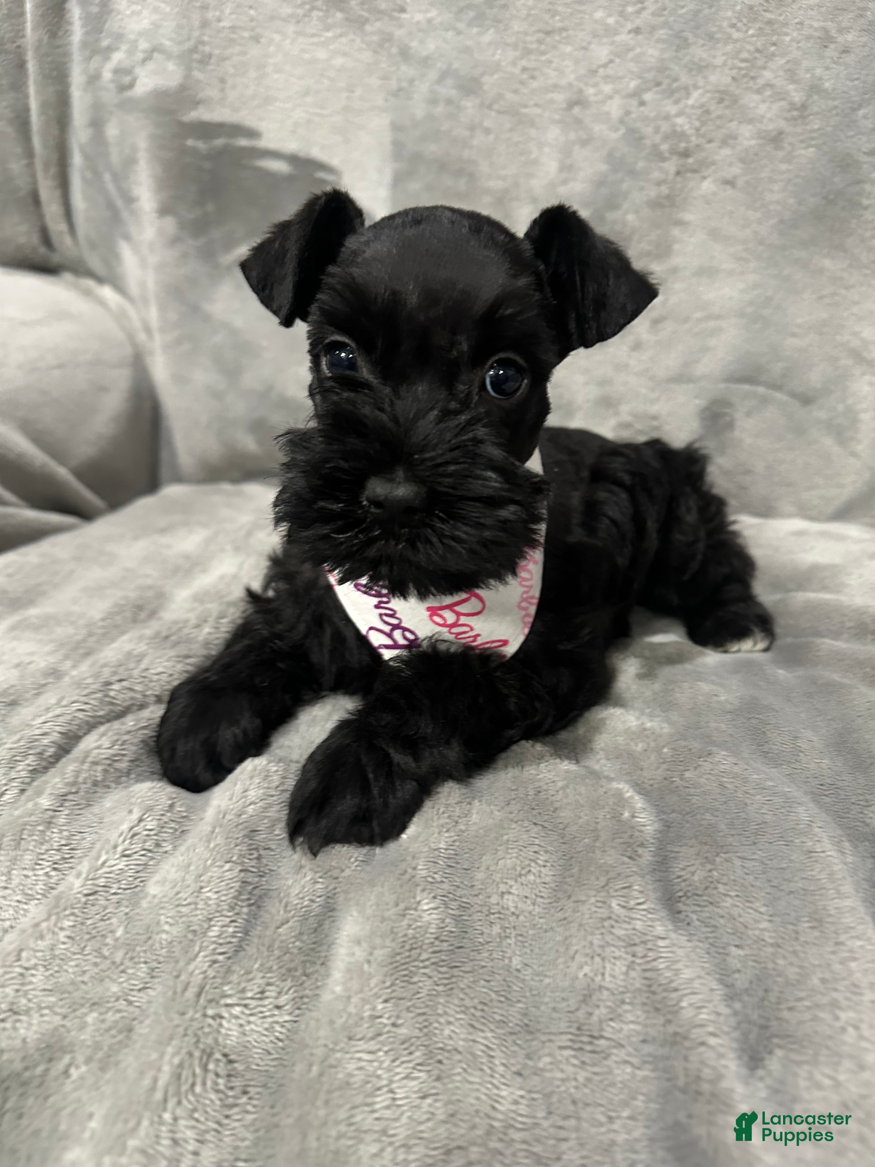 Miniature Schnauzer dogs Marley - Ad 10