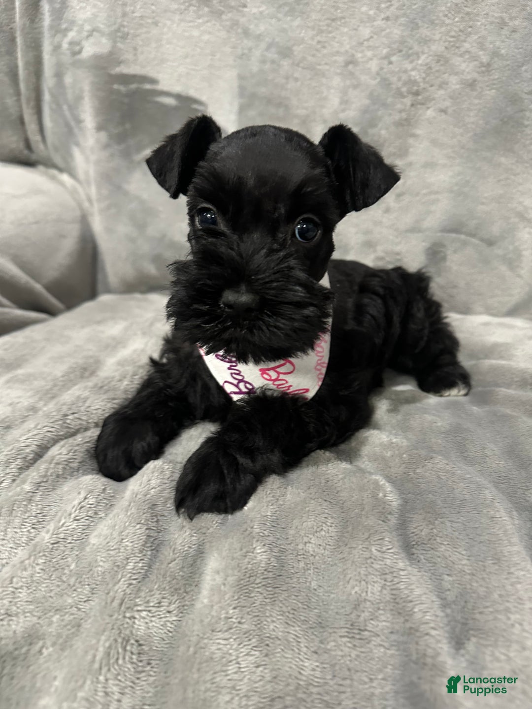 Miniature Schnauzer dogs for sale: Marley - Ad 1