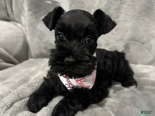 Miniature Schnauzer dogs Marley - Ad 18