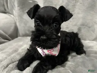 Miniature Schnauzer dogs Marley - Ad 23