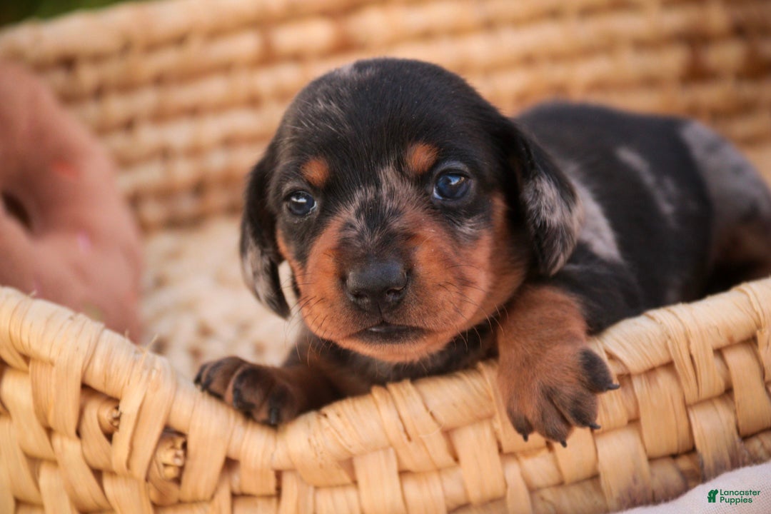Miniature Dachshund dogs Libby Miniature Dachshund  - Ad 2