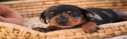 Miniature Dachshund dogs for sale: Libby Miniature Dachshund  - Ad 2