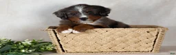 Bernedoodle dogs for sale: Shane - Ad 1