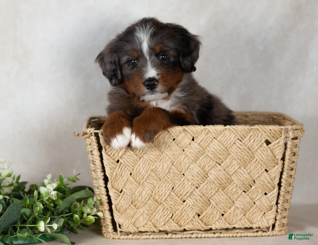 Bernedoodle dogs for sale: Shane - Ad 1
