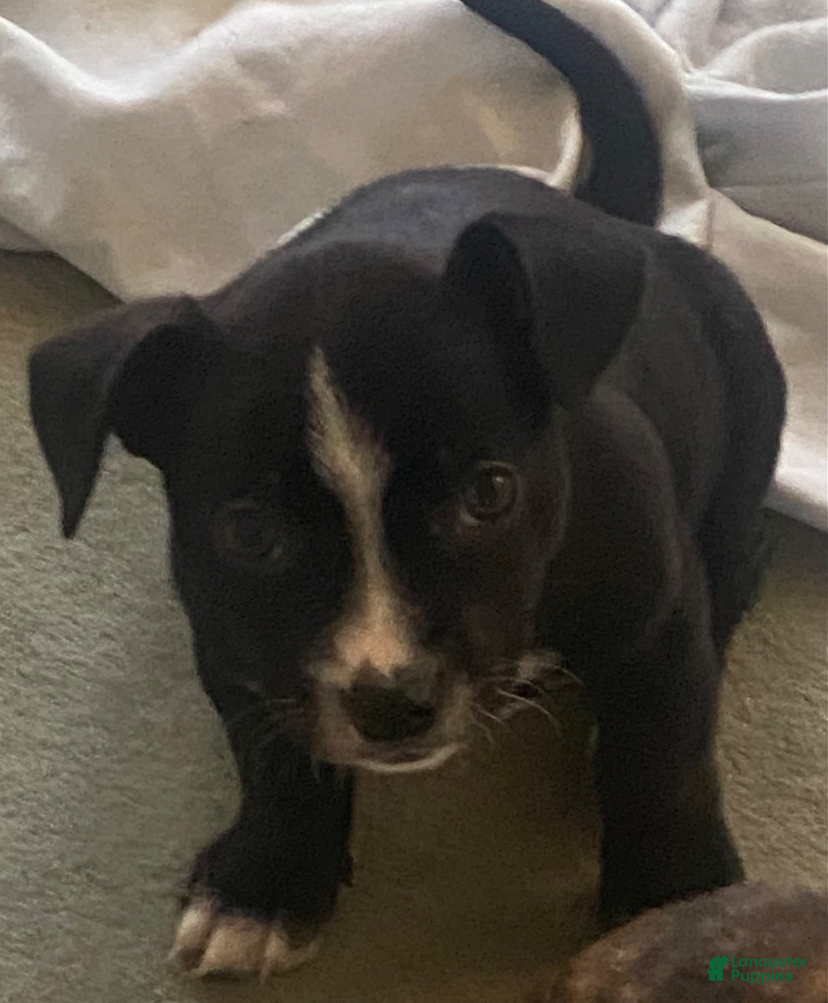 Mixed Breed dogs Mixed Breed 1 - Ad 1