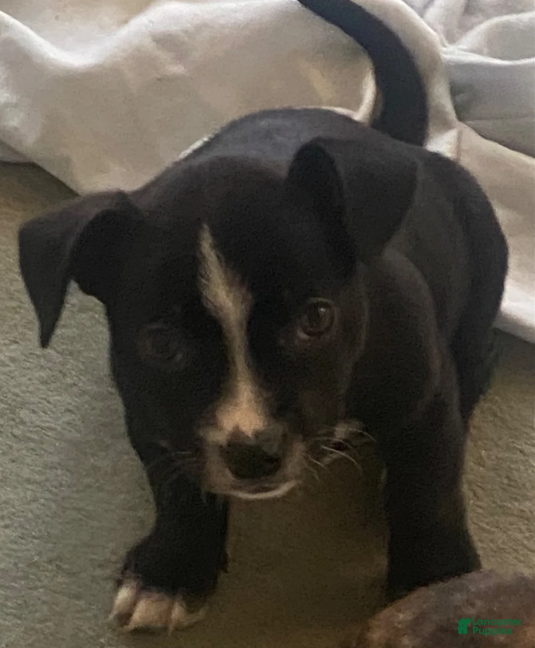 Mixed Breed dogs for sale: Mixed Breed 1 - Ad 1