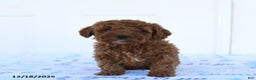 Miniature Poodle dogs for sale: Goose - Ad 2