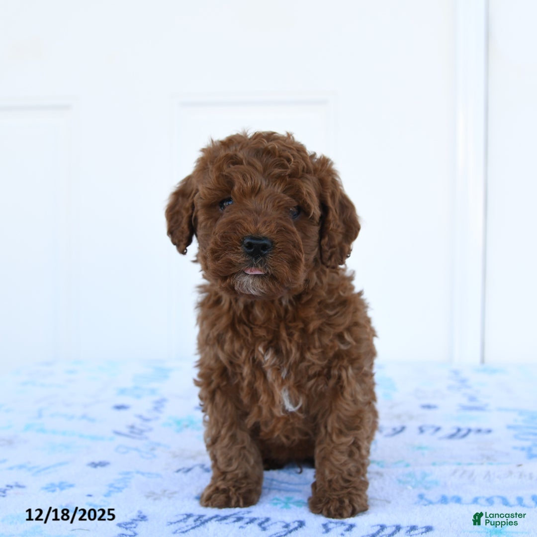 Miniature Poodle dogs for sale: Goose - Ad 2