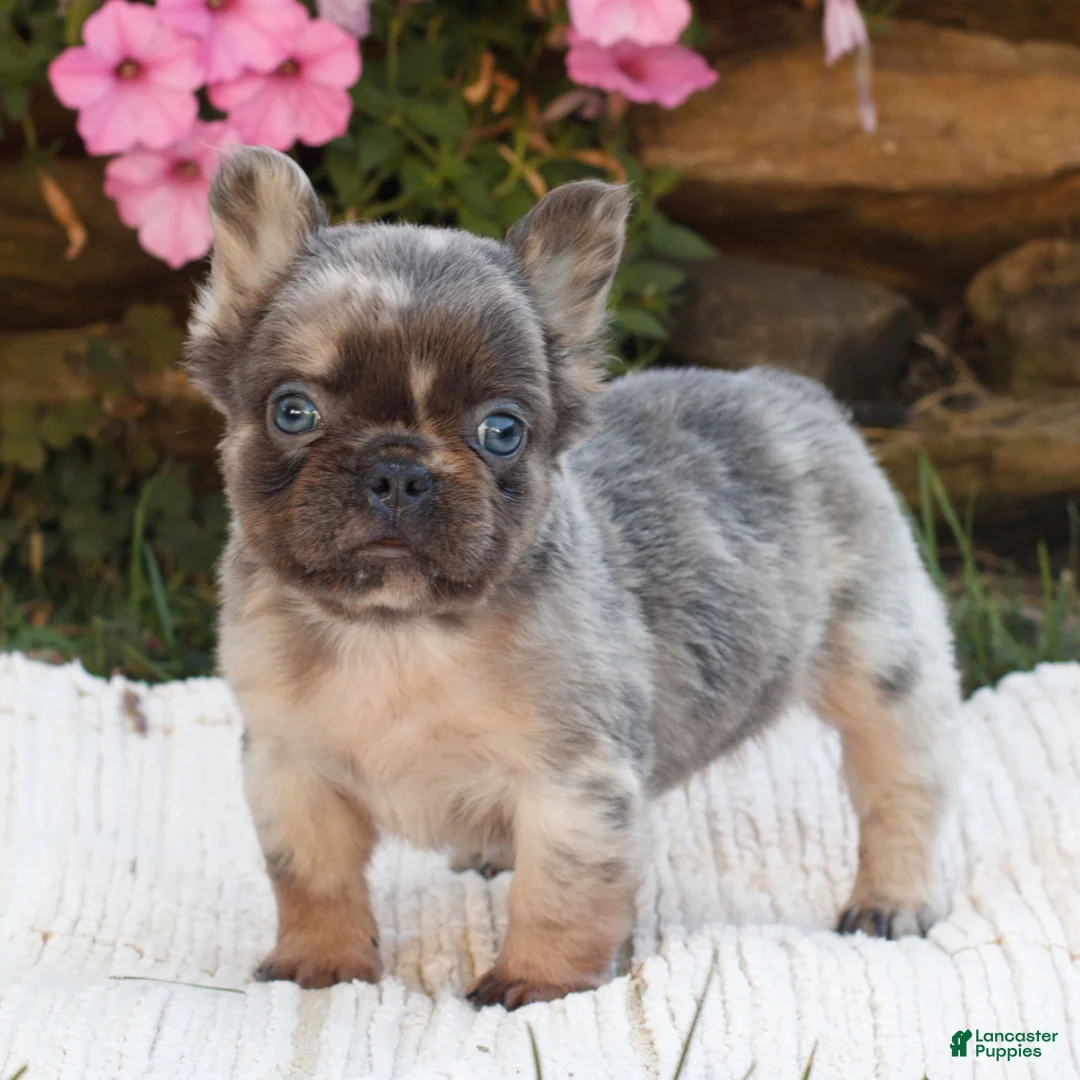French Bulldog dogs for sale: Mason  - Ad 1