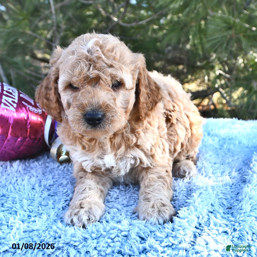 Mini Goldendoodle dogs Charlie - Ad 10