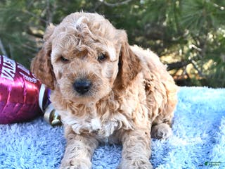 Mini Goldendoodle dogs Charlie - Ad 16