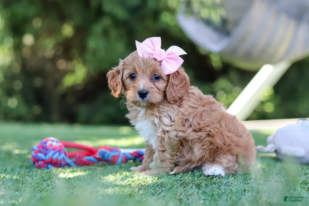 Cavapoo dogs for sale: Alexis - Ad 2