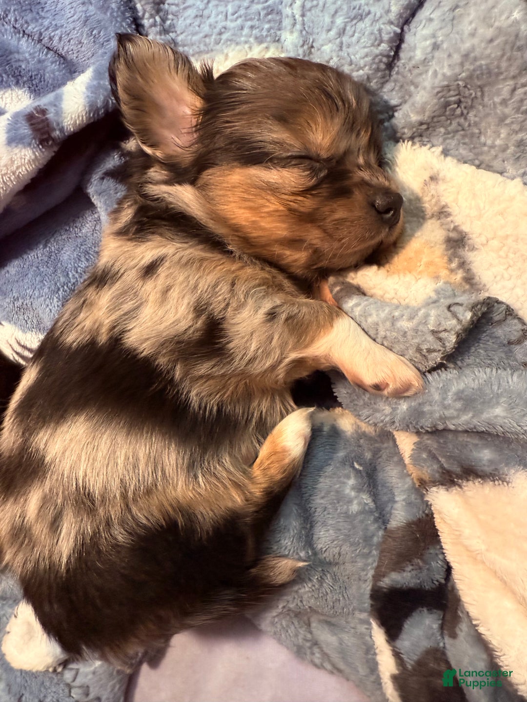 Mixed Breed dogs for sale: Chihuahua male black Merle chion chi/Papillion  - Ad 8