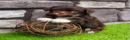 Havanese dogs for sale: Calvin - Ad 6
