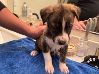 Mixed Breed dogs for sale: Tank - Ad 2