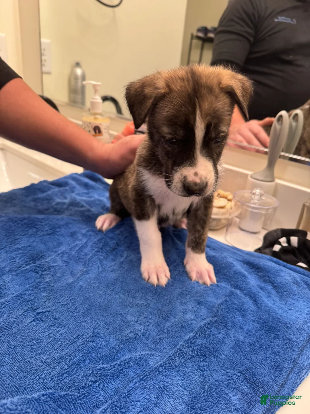 Mixed Breed dogs for sale:  Tank - Ad 1