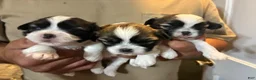 Shih Tzu dogs for sale: Shih Tzu 2 - Ad 7