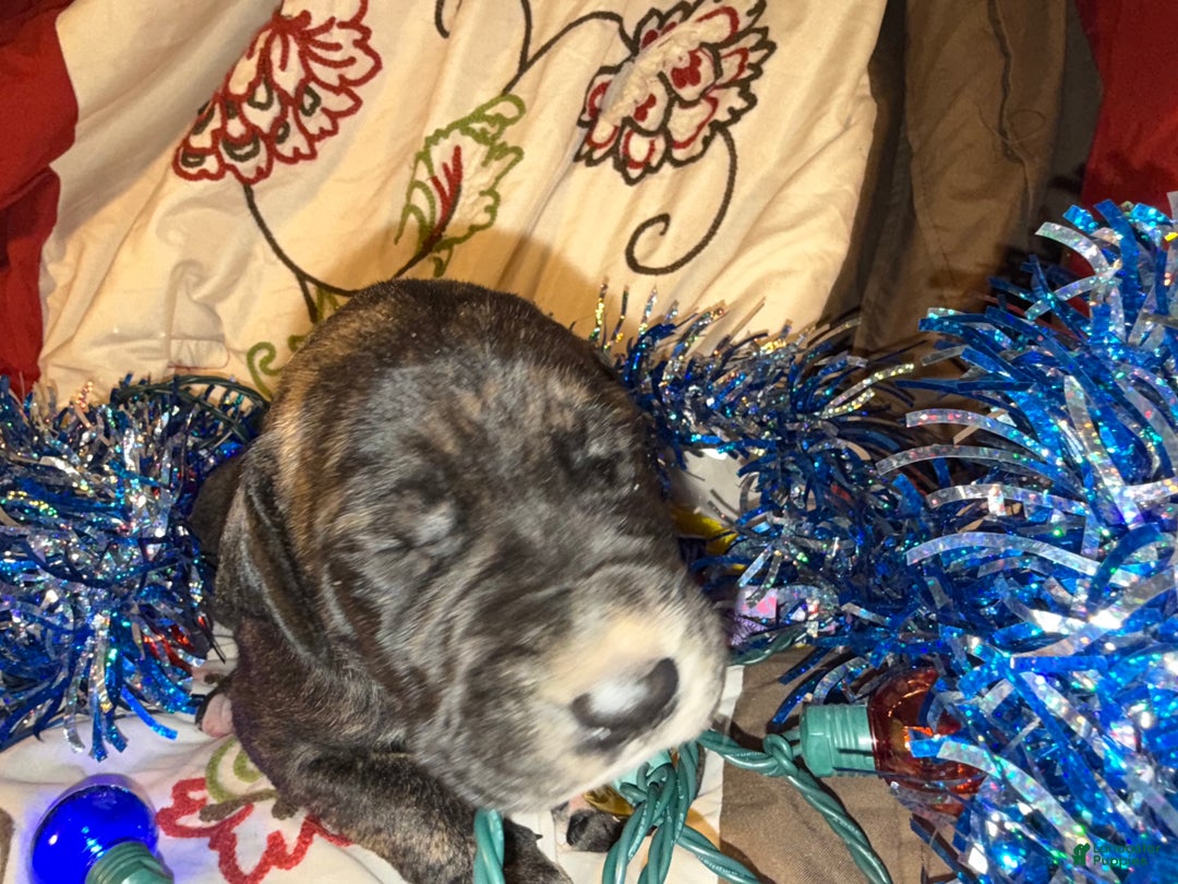 Great Dane dogs for sale: Mylar - Ad 15