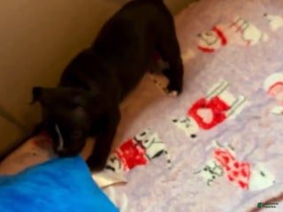 American Bully dogs American Bully Puppy 2 - Ad 1