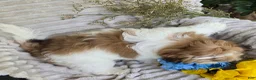 Shihpoo dogs for sale: Sparky - Ad 9