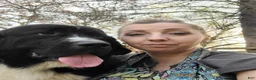 Newfoundland dogs for sale: Daisy - Ad 7