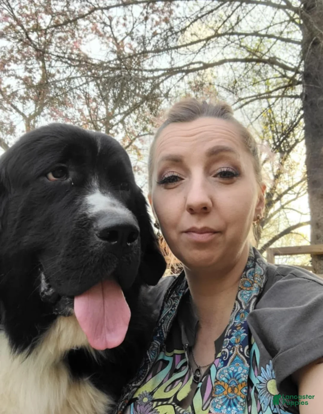 Newfoundland dogs for sale: Daisy - Ad 7