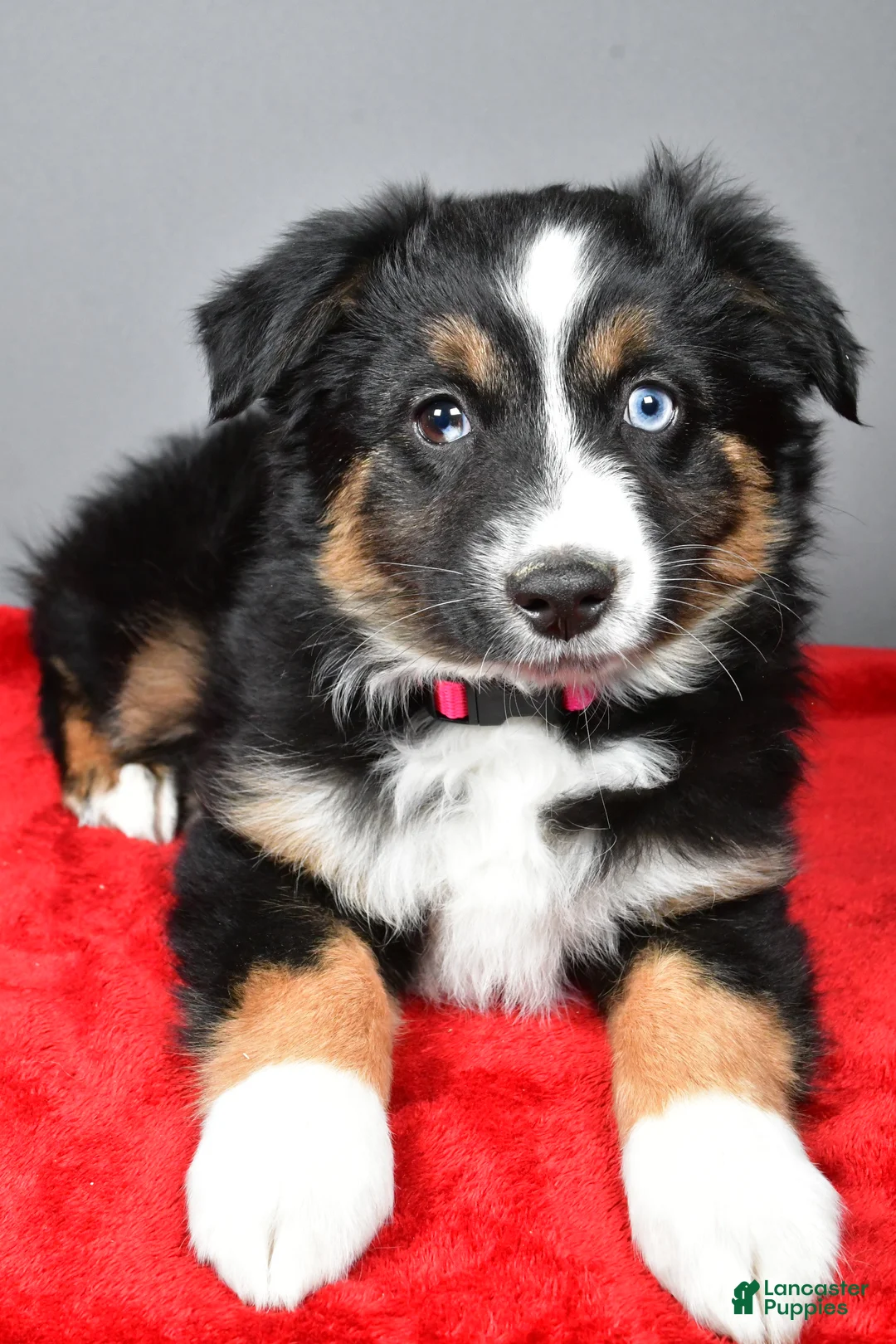 Miniature Australian Shepherd dogs for sale: Hannah - Ad 2
