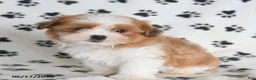 Malshi dogs for sale: Tigger - Ad 5