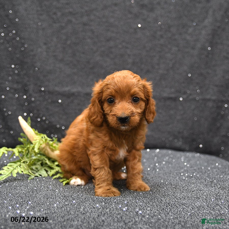 Cavapoo dogs Lark - Ad 1