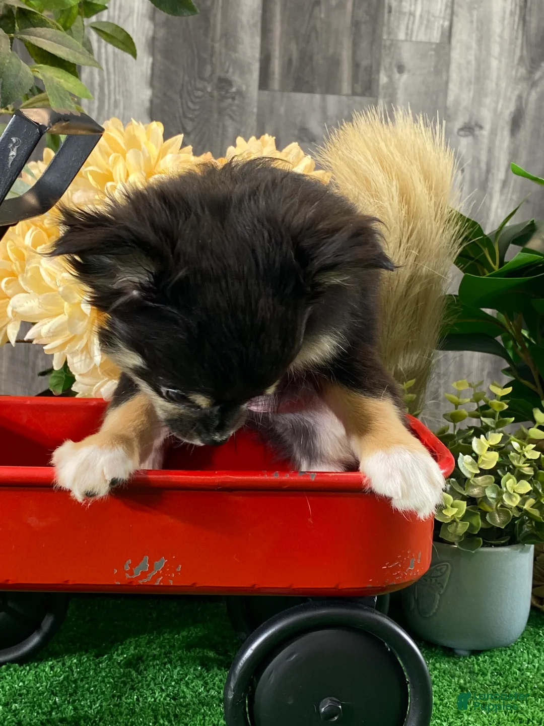 Chihuahua dogs for sale: Felicity  - Ad 3