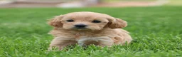 Mixed Breed dogs for sale: Kiva - Ad 6
