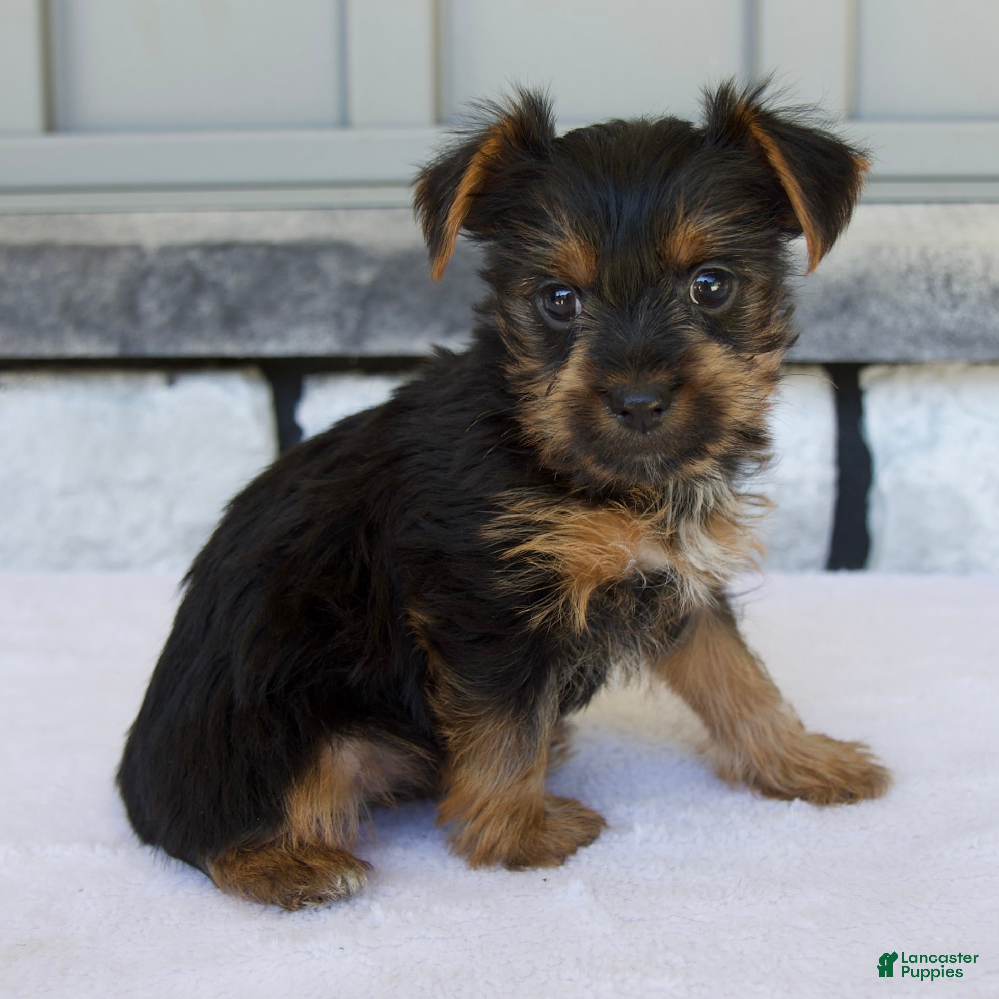 Yorkshire Terrier dogs Lily - Ad 2