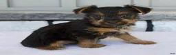 Yorkshire Terrier dogs for sale: Lily - Ad 2