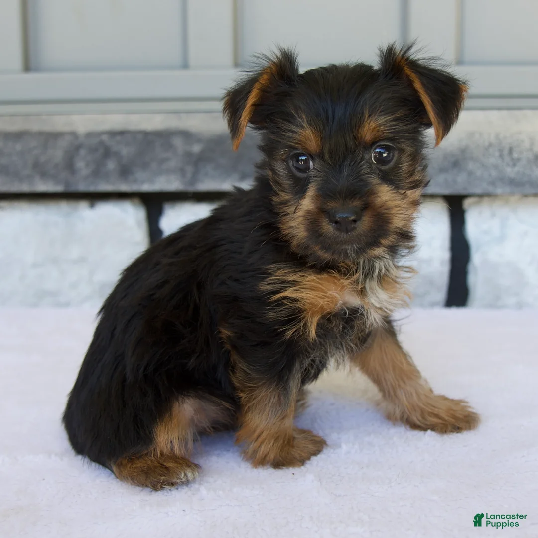 Yorkshire Terrier dogs for sale: Lily - Ad 2