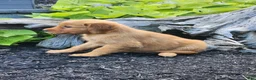 Golden Retriever dogs for sale: Charming - Ad 3