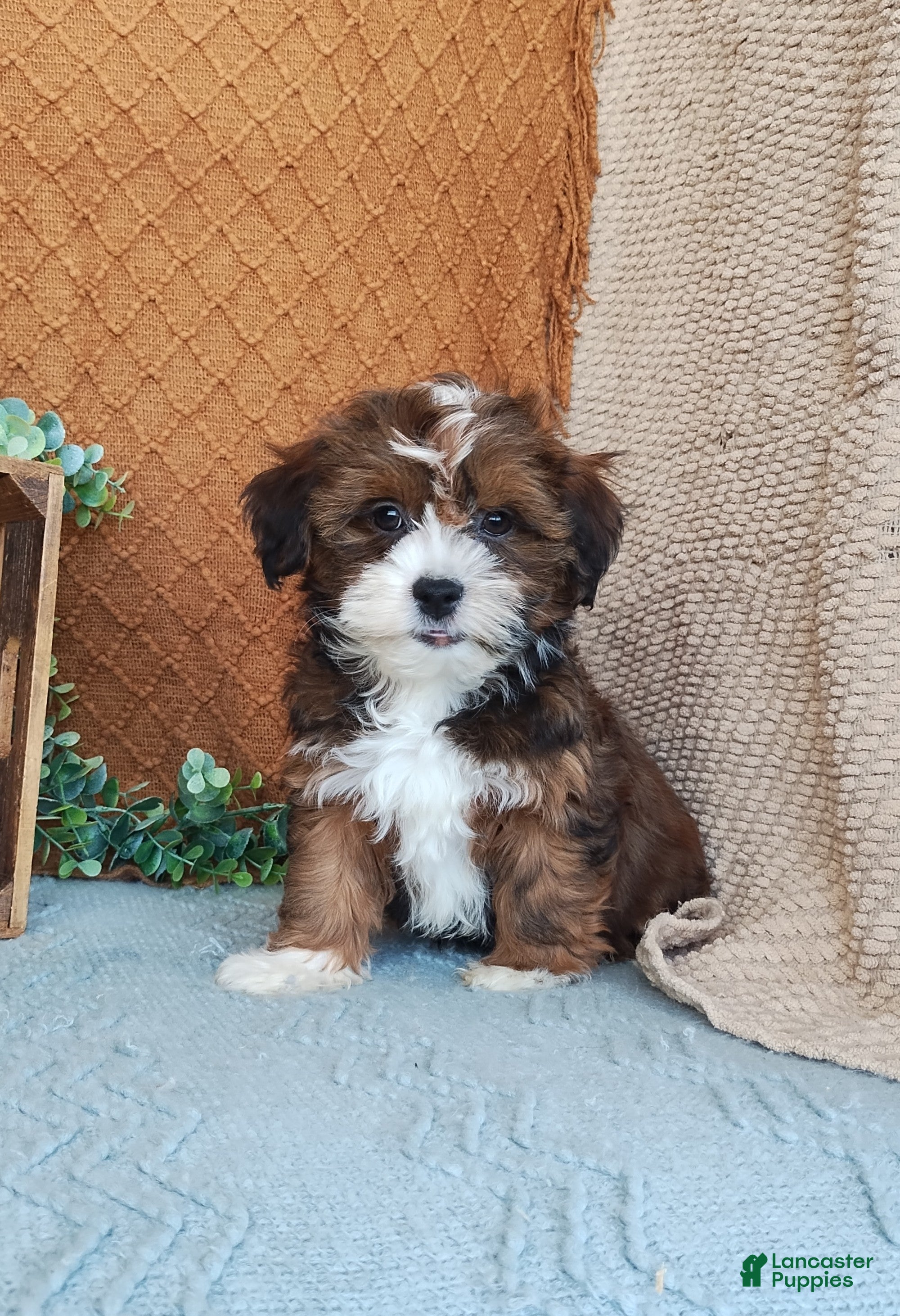 Havanese dogs Pearl  - Ad 2