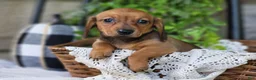Miniature Dachshund dogs for sale: Butterscotch 💞 - Ad 5