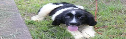 Newfoundland dogs for sale: Millie - Ad 4
