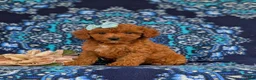 Cavapoo dogs for sale: Giselle - Ad 1