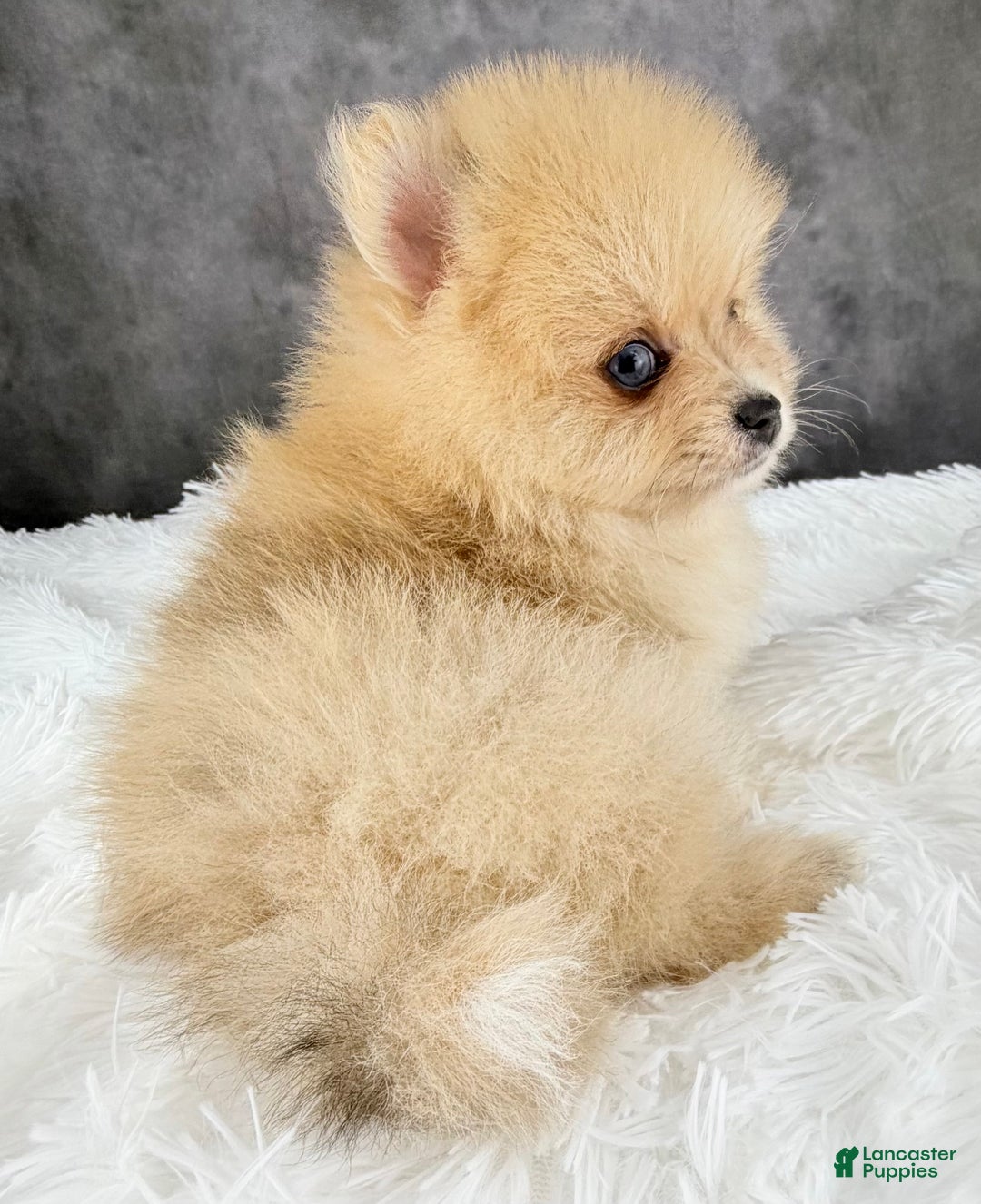 Pomeranian dogs for sale: Pomeranian Puppy 2 - Ad 7