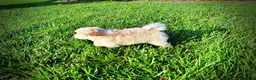 Havapoo dogs for sale: Daisy - Ad 12