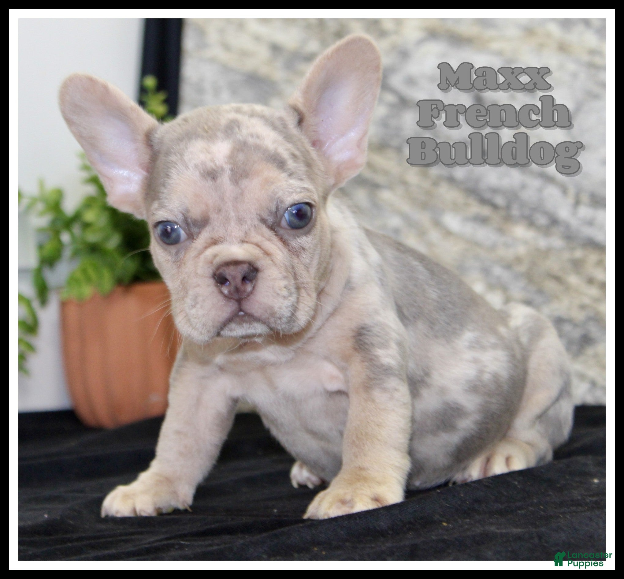 French Bulldog dogs for sale: Maxx - Ad 2