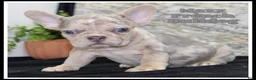 French Bulldog dogs for sale: Maxx - Ad 1