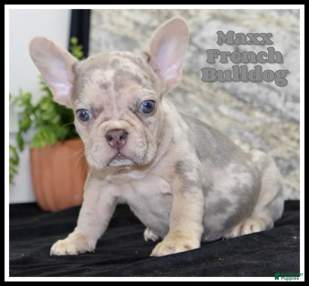 French Bulldog dogs for sale: Maxx - Ad 1