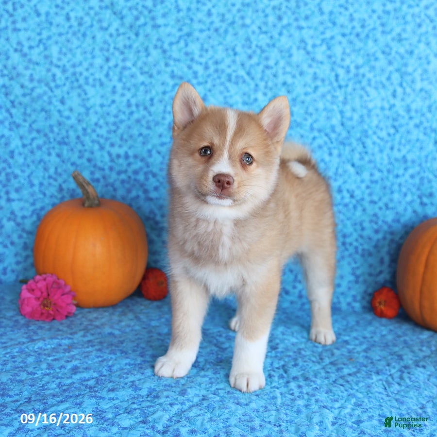 Pomsky dogs Wolf  - Ad 2