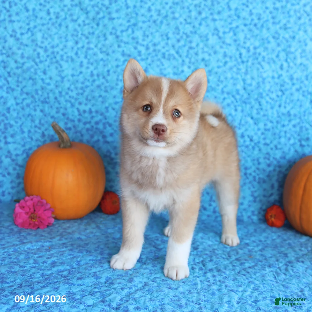 Pomsky dogs for sale: Wolf  - Ad 2